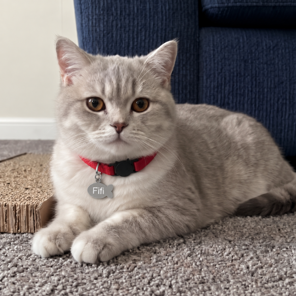 Grey cat wearing a red breakaway collar and an engraved fish cat tag with the name Fifi